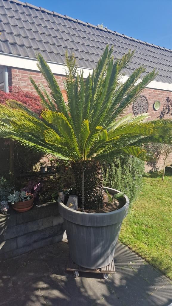 Grote Cycas Revoluta Palm in Pot, Tuin en Terras, Planten | Tuinplanten, Ophalen, Bloeit niet, Overige soorten, Volle zon