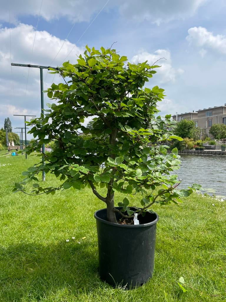 Bonsai beuk (fagus sylvatica), Ophalen, Bloeit niet, Halfschaduw, Overige soorten