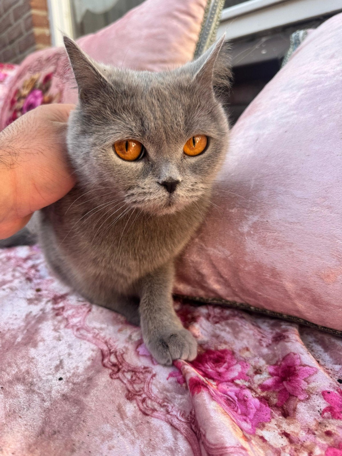Prachtige Brits Korthaar poes Te Koop, Poes, Gechipt