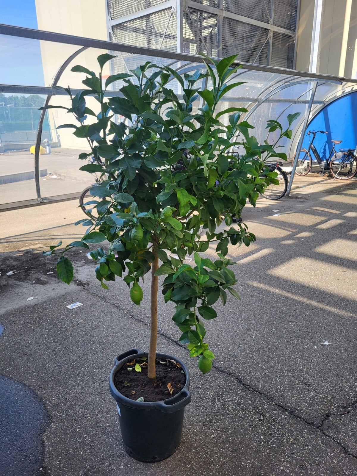 Citroenboom - Citrus Limon, Tuin en Terras, Planten | Tuinplanten, Ophalen, Overige soorten, Volle zon