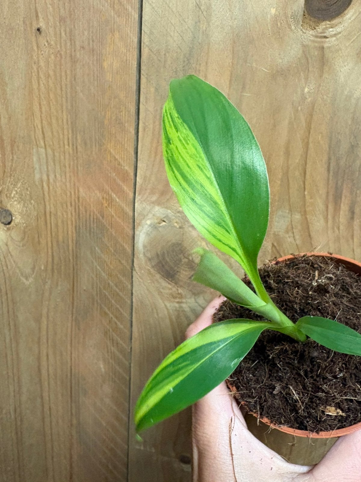 Musa basjoo variegata plant aurea yellow lemon mint, Ophalen of Verzenden, Halfschaduw, Minder dan 100 cm