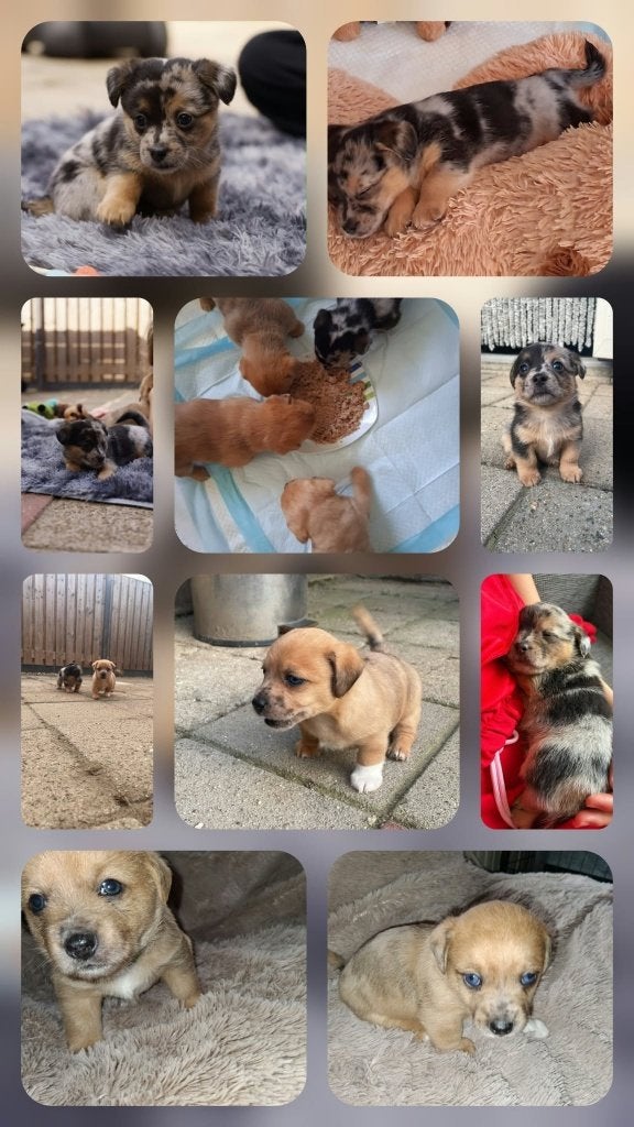 Petite Poubelle 4 kleine pups  2 pups gereserveerd, 8 tot 15 weken, Meerdere, Meerdere dieren, Klein