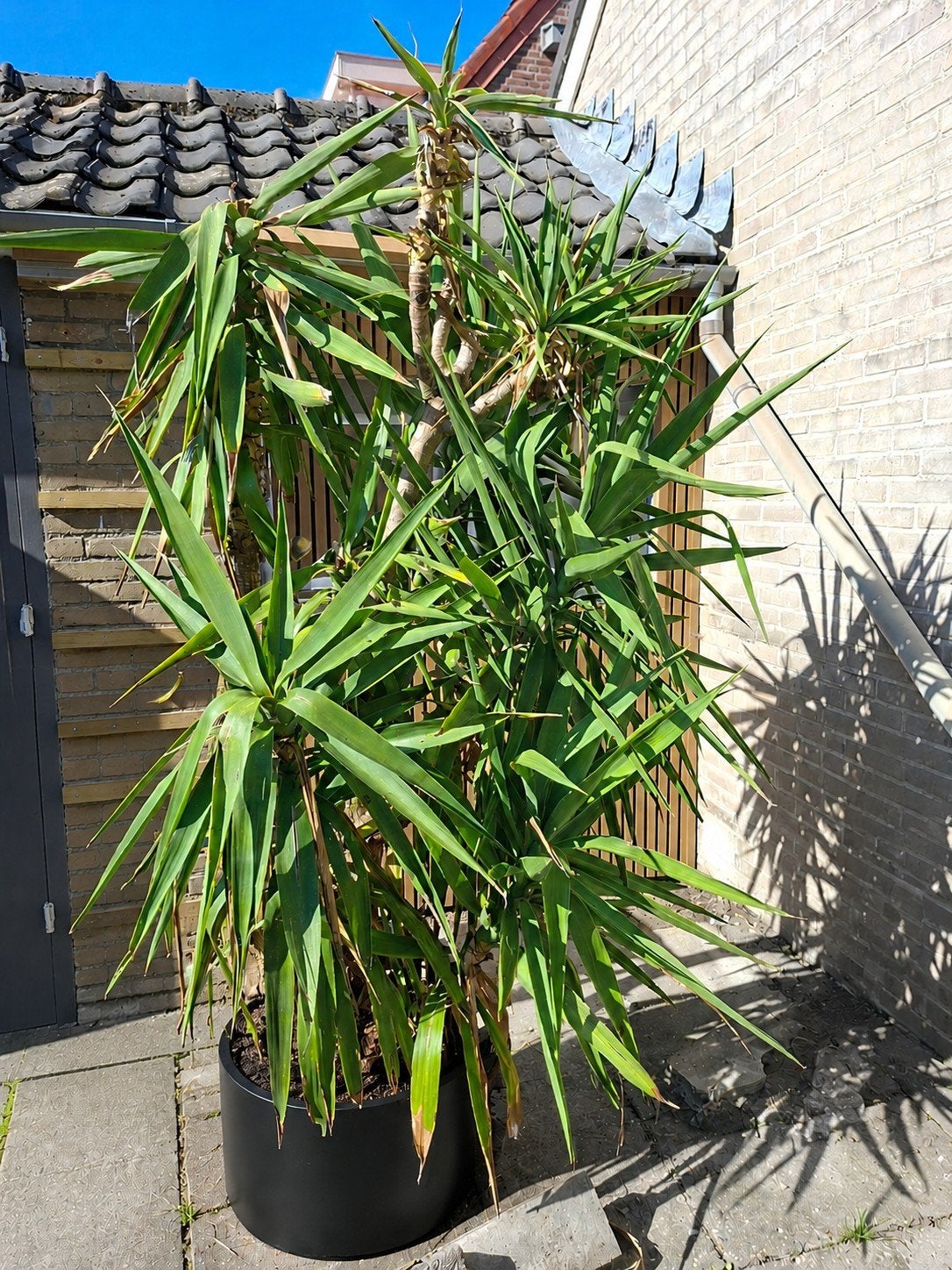 yucca, Overige soorten, 100 tot 250 cm, Zomer, Ophalen