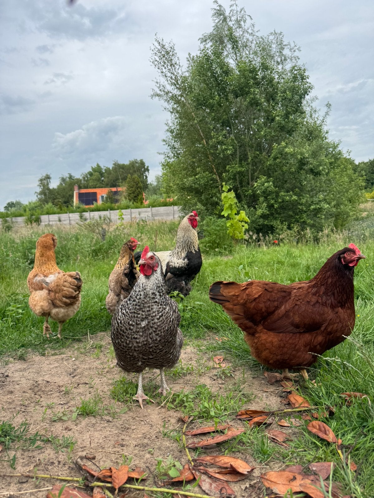 Jonge Biologische kippen/hennen. Leggen dagelijks een ei, Dieren en Toebehoren, Vrouwelijk, Kip