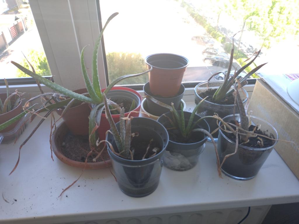 Gratis Aloë Vera planten, Amsterdam of Utrecht, Ophalen of Verzenden, Vaste plant, Overige soorten, Volle zon
