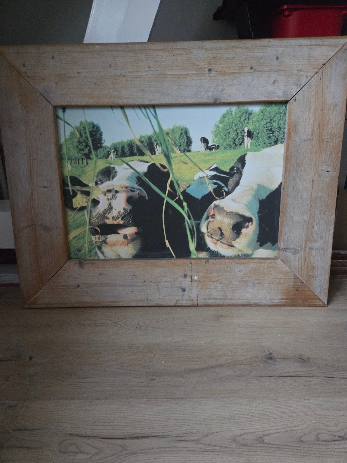 Ingelijste foto van koeien in de wei, Ophalen, Gebruikt, 100 tot 125 cm, Foto of Poster