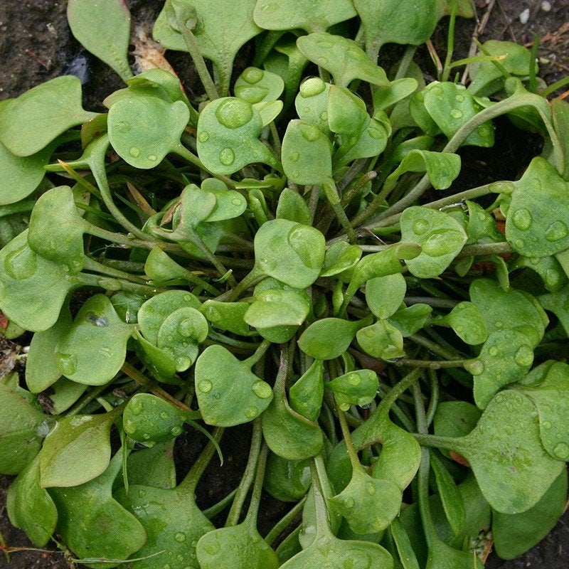 Uit de biologische moestuin: Winterpostelein, zaden., Ophalen of Verzenden, Najaar, Volle zon, Zaad