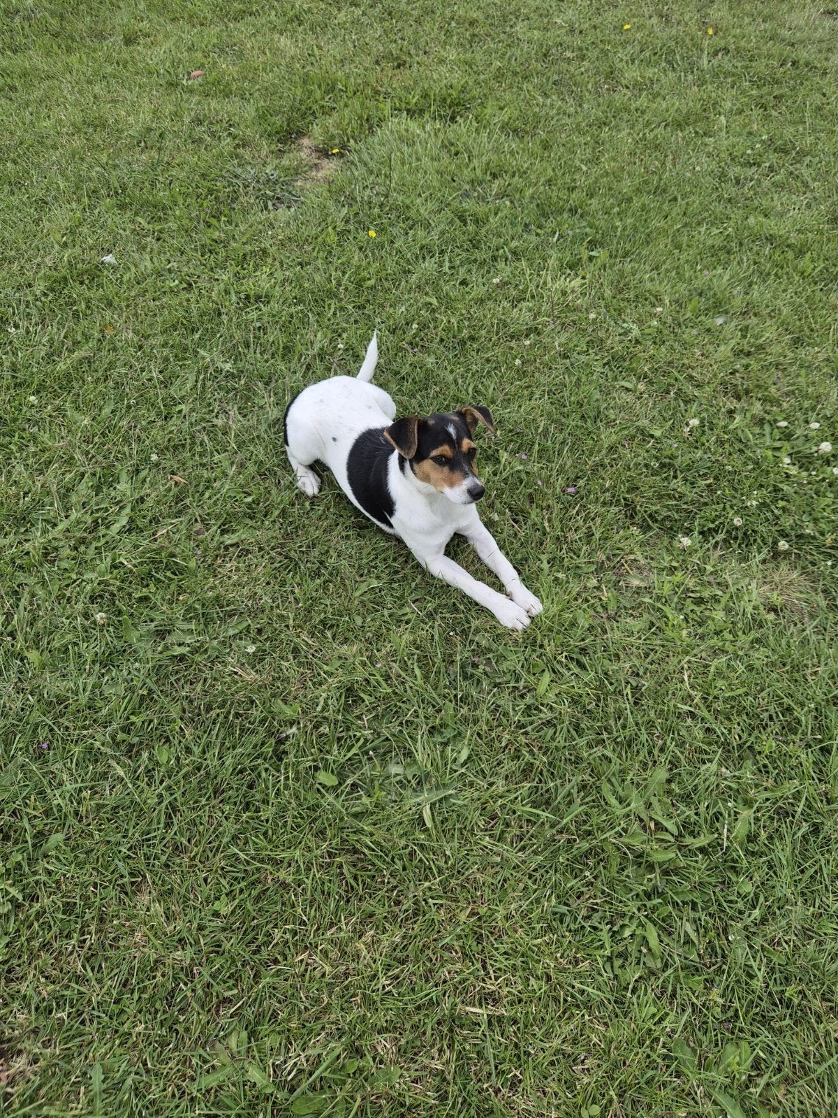 Boerenfox teef pup, Parvo, Teef, Eén hond, Nederland
