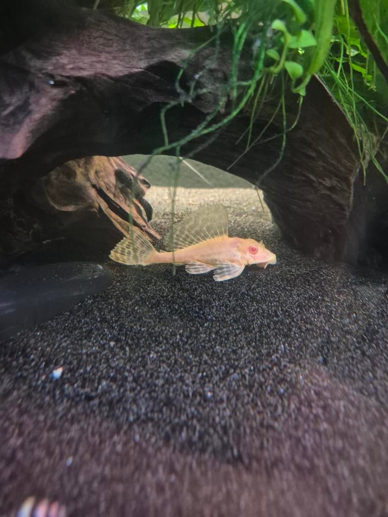 Albino gibbiceps (zeilvin pleco), Dieren en Toebehoren, Vis