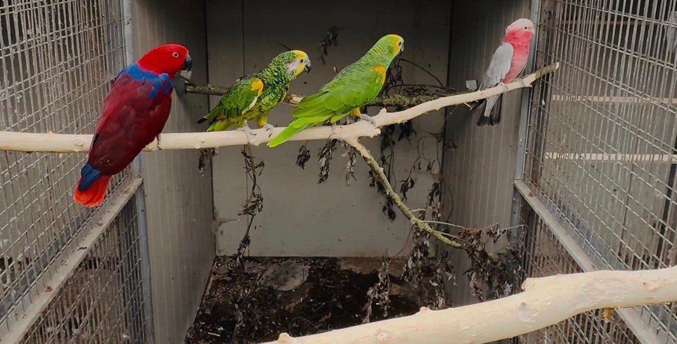 brr kweek pop edel papegaai grote vogel geringd, Dieren en Toebehoren, Vogels | Parkieten en Papegaaien, Vrouwelijk, Papegaai