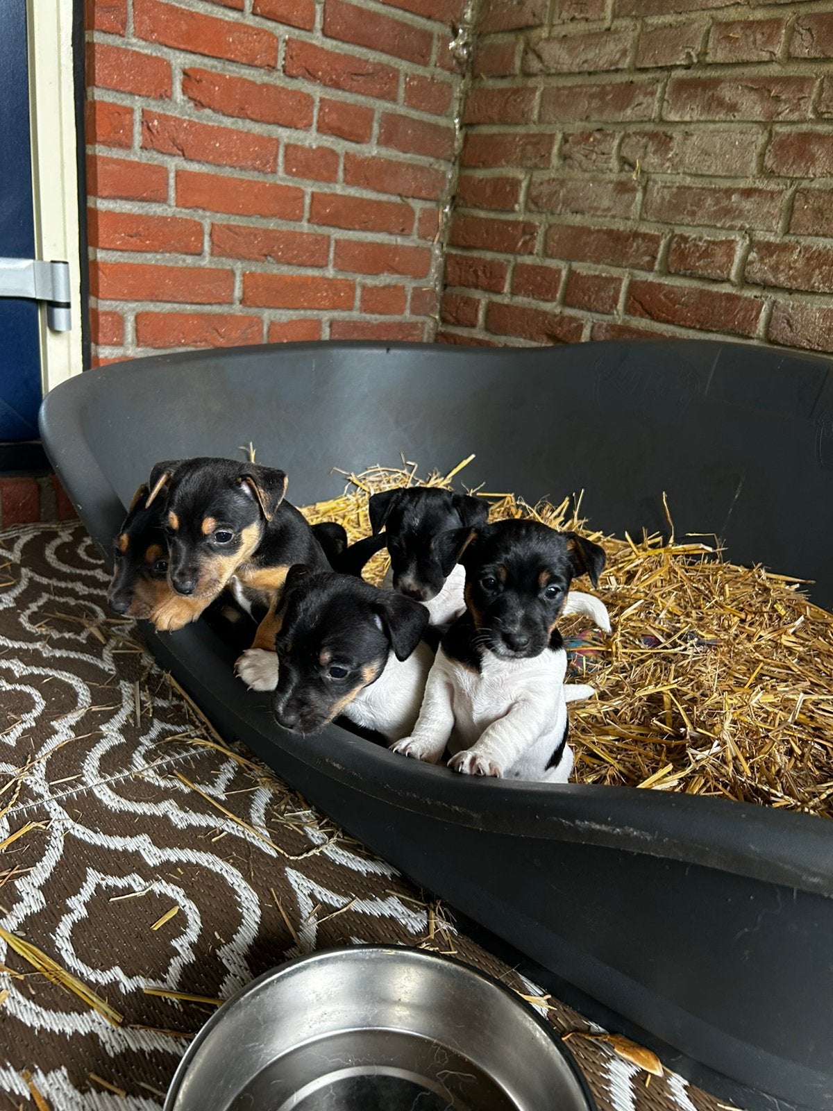 Nog 2 prachtige jack russel teefjes!!, Dieren en Toebehoren, Honden | Jack Russells en Terriërs, Meerdere dieren, Jack Russell Terriër
