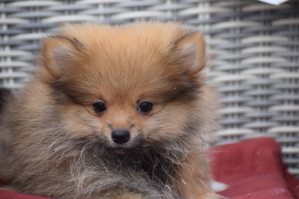 Dwergkees, Pomeriaan, mini spitz pup, België, Reu, 8 tot 15 weken, Meerdere