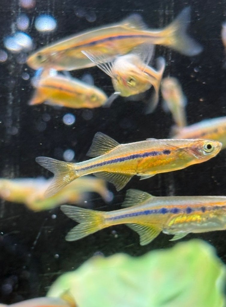 Laubuca dadiburjori, Dieren en Toebehoren, Vis