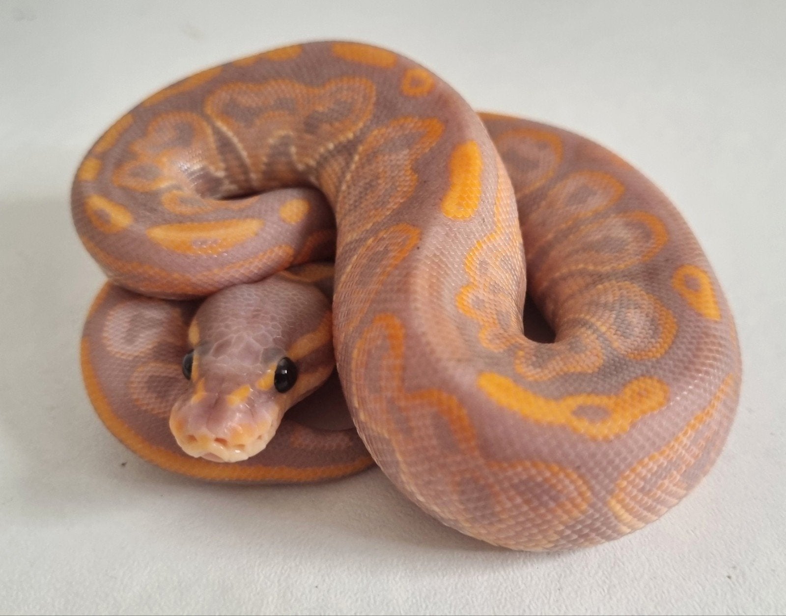 1.0 banana black pastel special 66% het clown koningspython, Dieren en Toebehoren, Slang, 0 tot 2 jaar