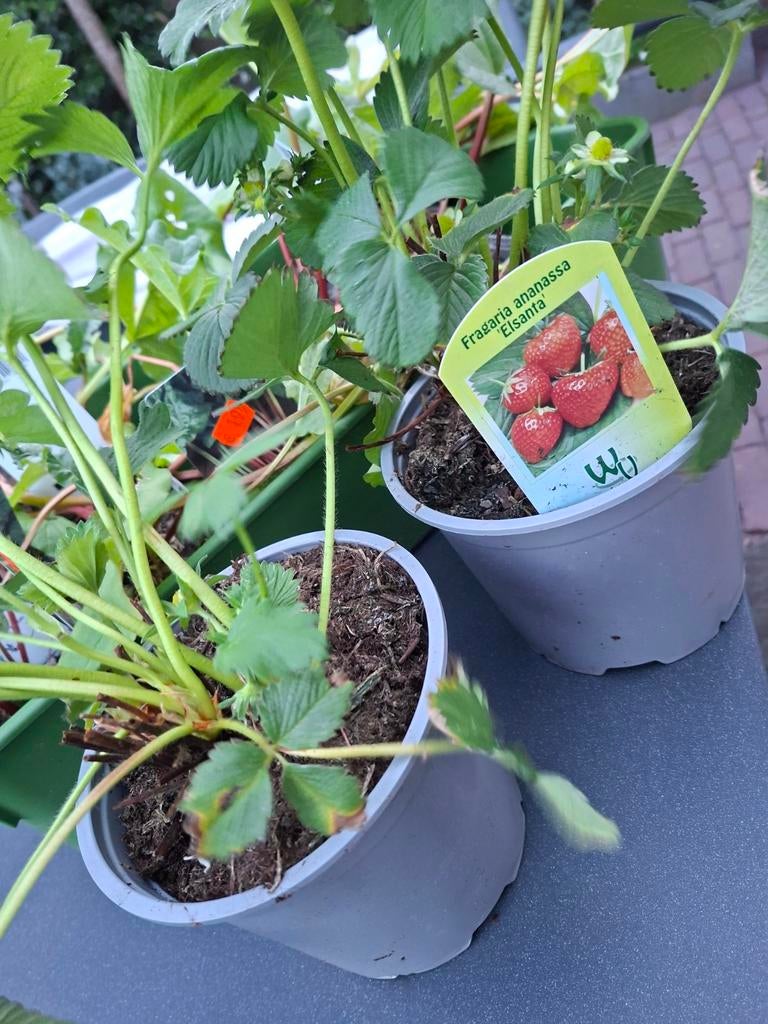 2 elsanta aardbei..15 rabarberplant, Tuin en Terras, Kweekspullen, Ophalen, Kweeklamp