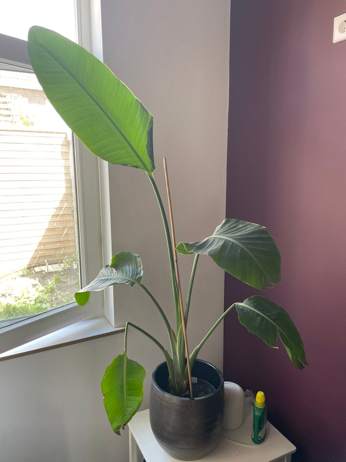 Strelitzia Nicolai - 150 cm, Ophalen, Halfschaduw, 150 tot 200 cm