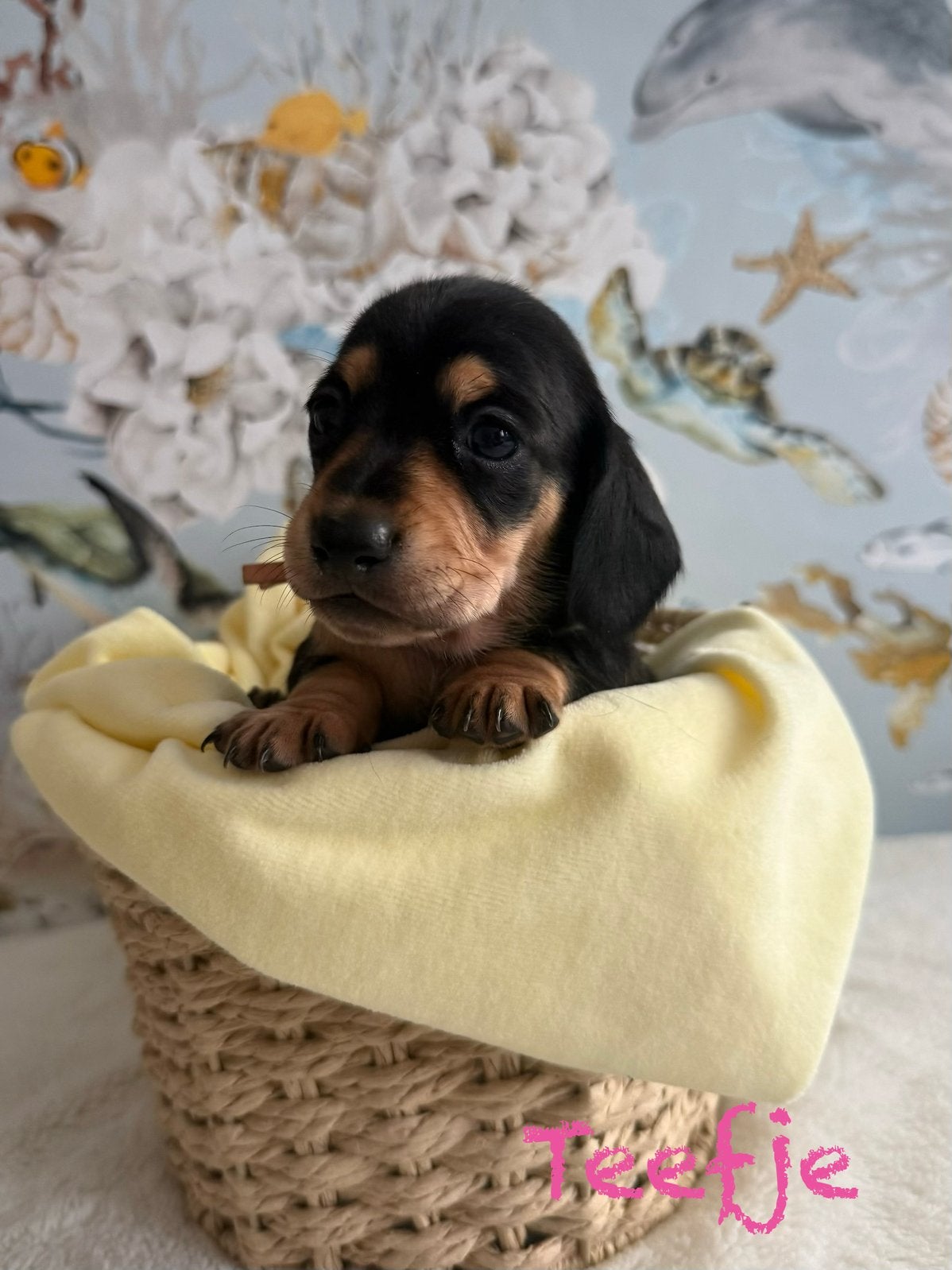 Prachtige Teckelpups, Parvo, Standaard, 8 tot 15 weken, Korthaar