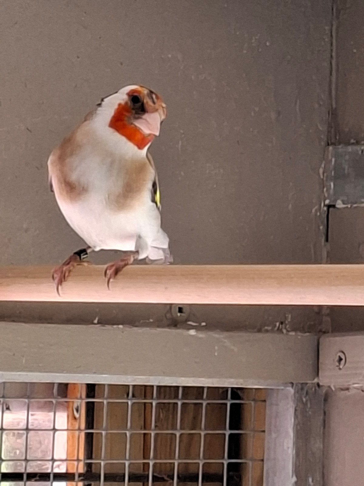 Putters te koop., Dieren en Toebehoren, Vogels | Overige Vogels, Meerdere dieren, Wildzangvogel, Geringd