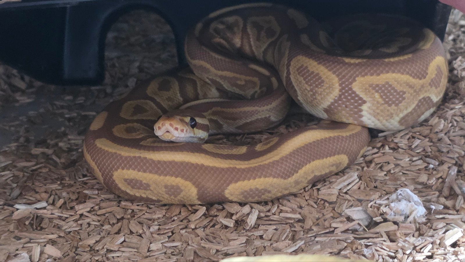 Koningspython Black Pastel Ultramel vrouw Ball Python - female for sale from E. Heuperman