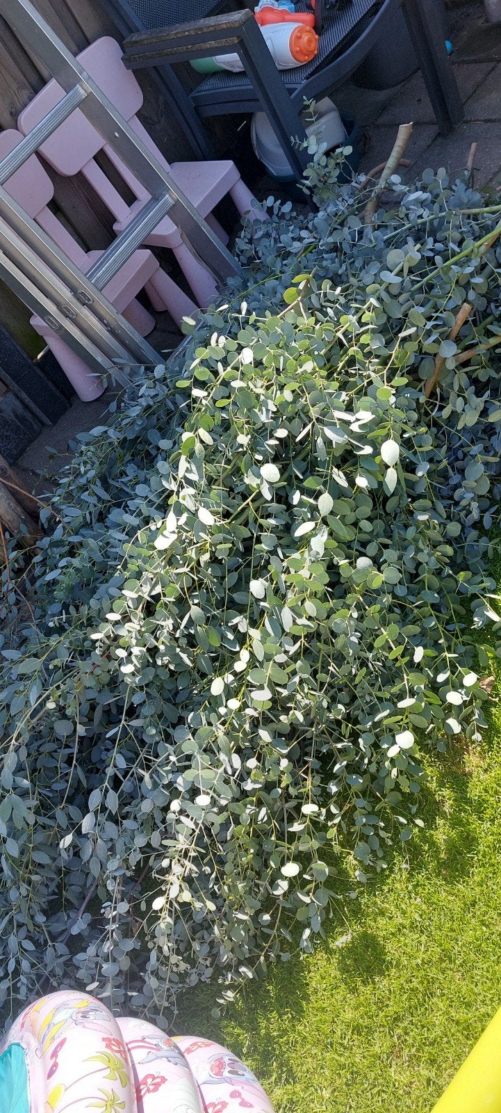 GRATIS Eucalyptus takken, Tuin en Terras, Planten | Bomen, Bloeit niet, Overige soorten, Minder dan 100 cm, Ophalen