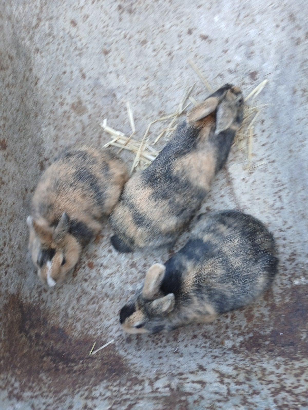 konijnen, Dieren en Toebehoren, Konijnen, Meerdere dieren, Klein, 0 tot 2 jaar