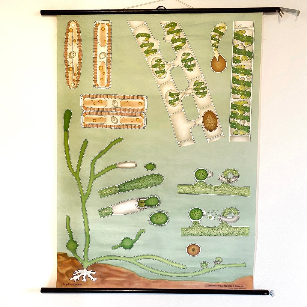 Schoolplaat Algen – Jung Koch Quentell, Ophalen of Verzenden, Natuur en Biologie