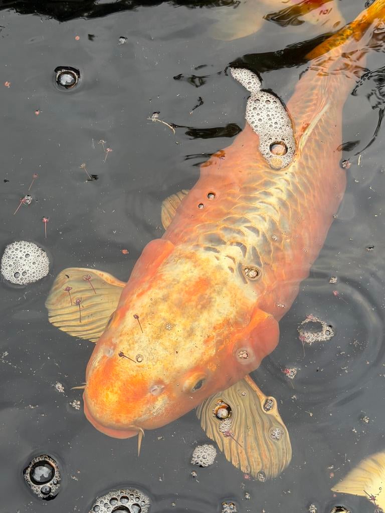 Koi karper Japans, Vis