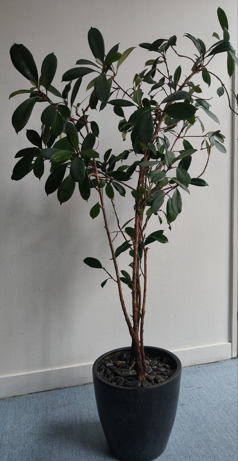 Ficus Cyathistipula (Afrikaanse vijgenboom) 190 cm, Ophalen, Ficus, 150 tot 200 cm