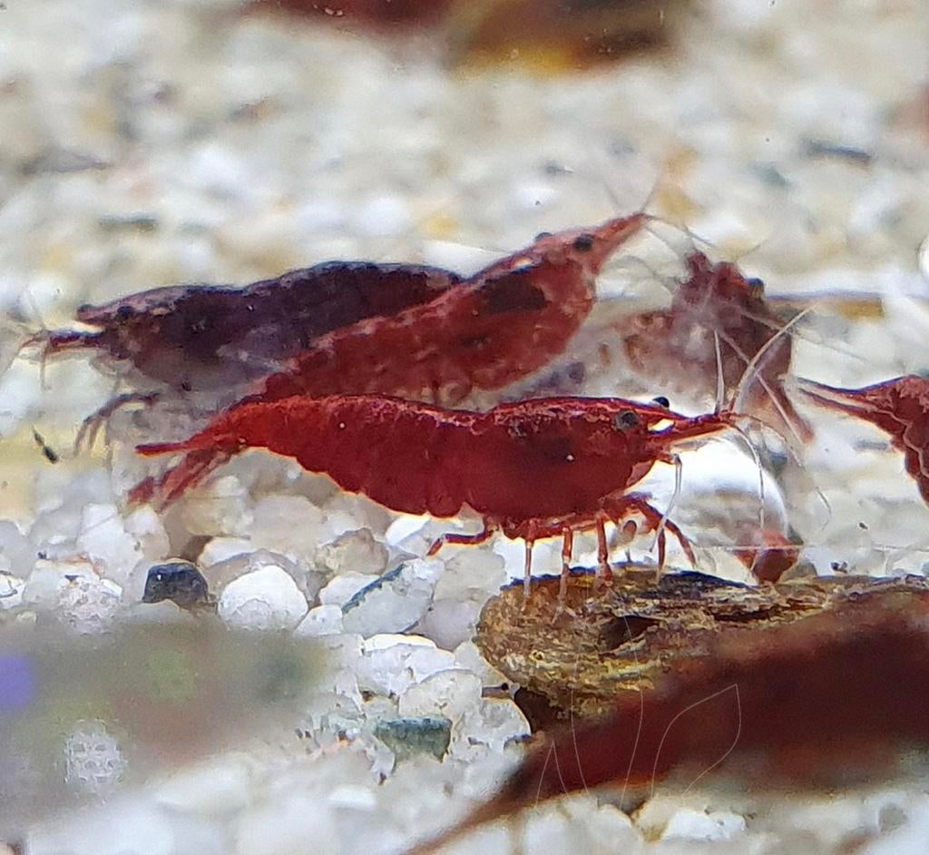 Rode garnalen Neocaridina, Dieren en Toebehoren, Kreeft, Krab of Garnaal