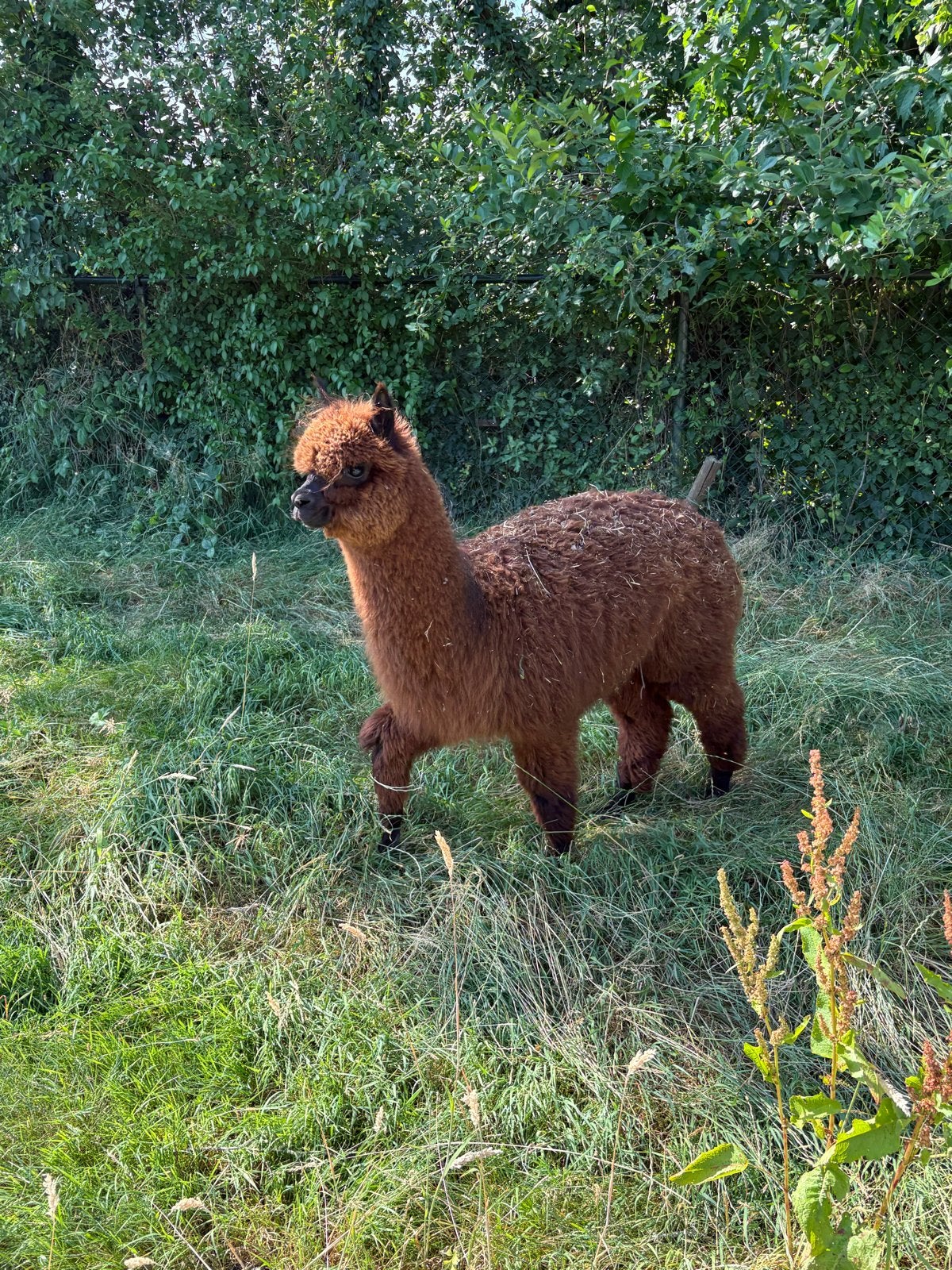 Alpaca, April, Mannelijk