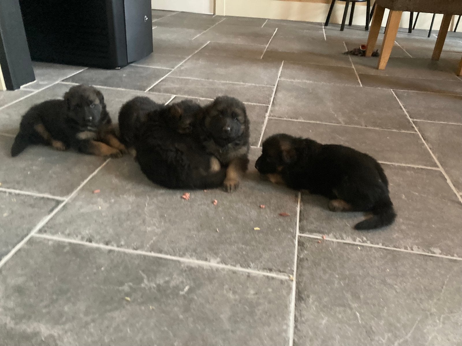 Prachtige langharige Duitse herder puppy’s met rechte rug., Dieren en Toebehoren, Honden | Herdershonden en Veedrijvers, 8 tot 15 weken
