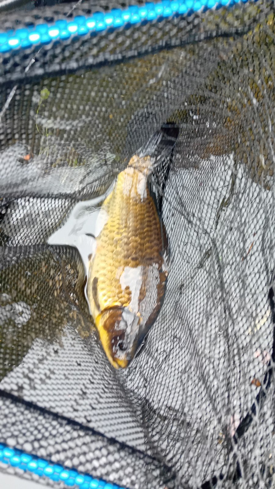 te koop koikarpers, Dieren en Toebehoren, Karper of Koi
