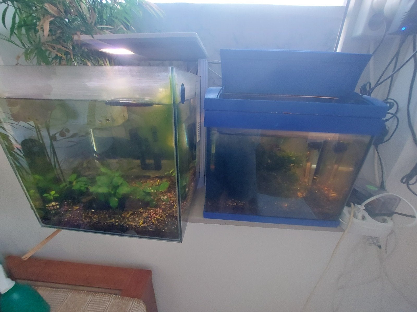 shrimp, Ophalen, Zo goed als nieuw, Navelpiercing