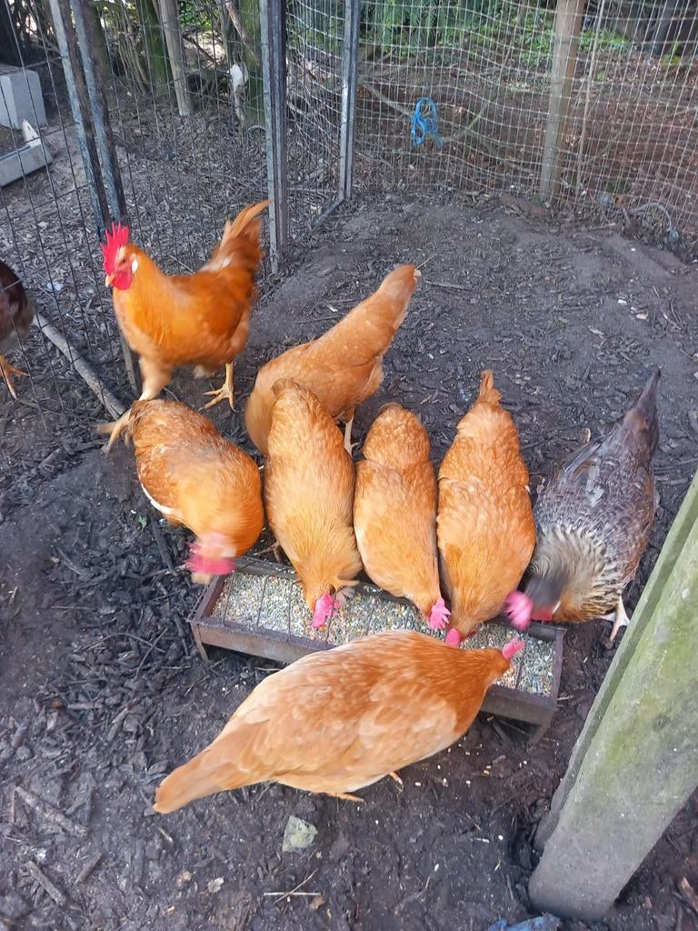 Broedeieren Leghorn Buff, Dieren en Toebehoren, Pluimvee, Geslacht onbekend, Kip