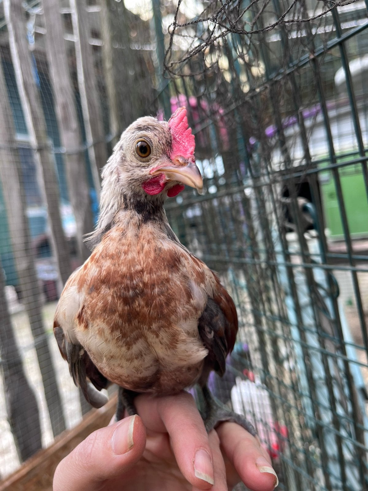 ️💚Knappe jonge kriel haan zoekt fijn huis, wordt bezorgd ♥️, Dieren en Toebehoren, Mannelijk, Kip