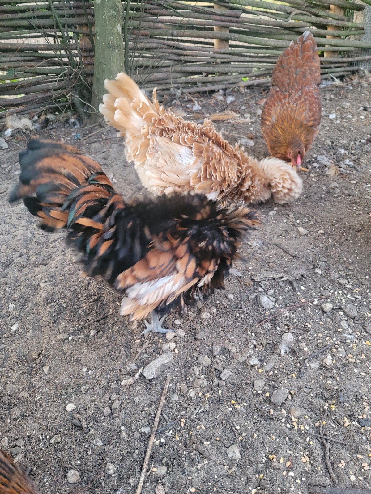 gratis haantje kuifhoen krul, Dieren en Toebehoren, Mannelijk, Kip