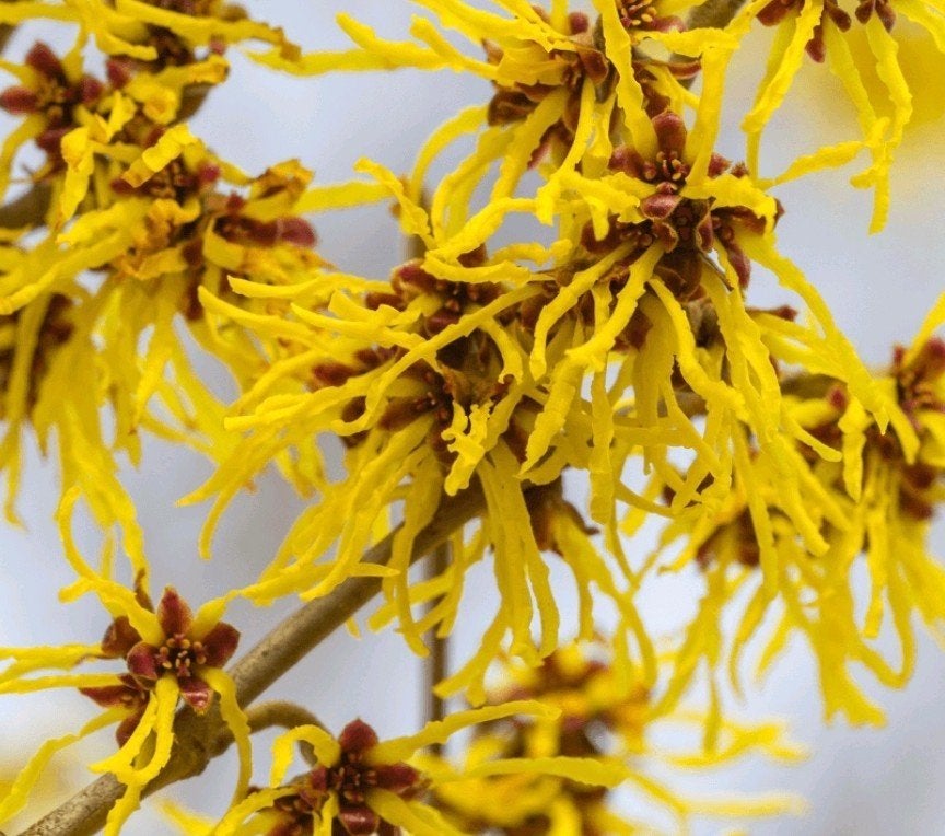 Toverhazelaar Hamamelis in pot - Bloeit in de winter!, Winter, Overige soorten, 250 tot 400 cm, Ophalen