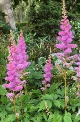 Astilbe chinensis pumila P9, Ophalen of Verzenden, Vaste plant, Overige soorten, Halfschaduw
