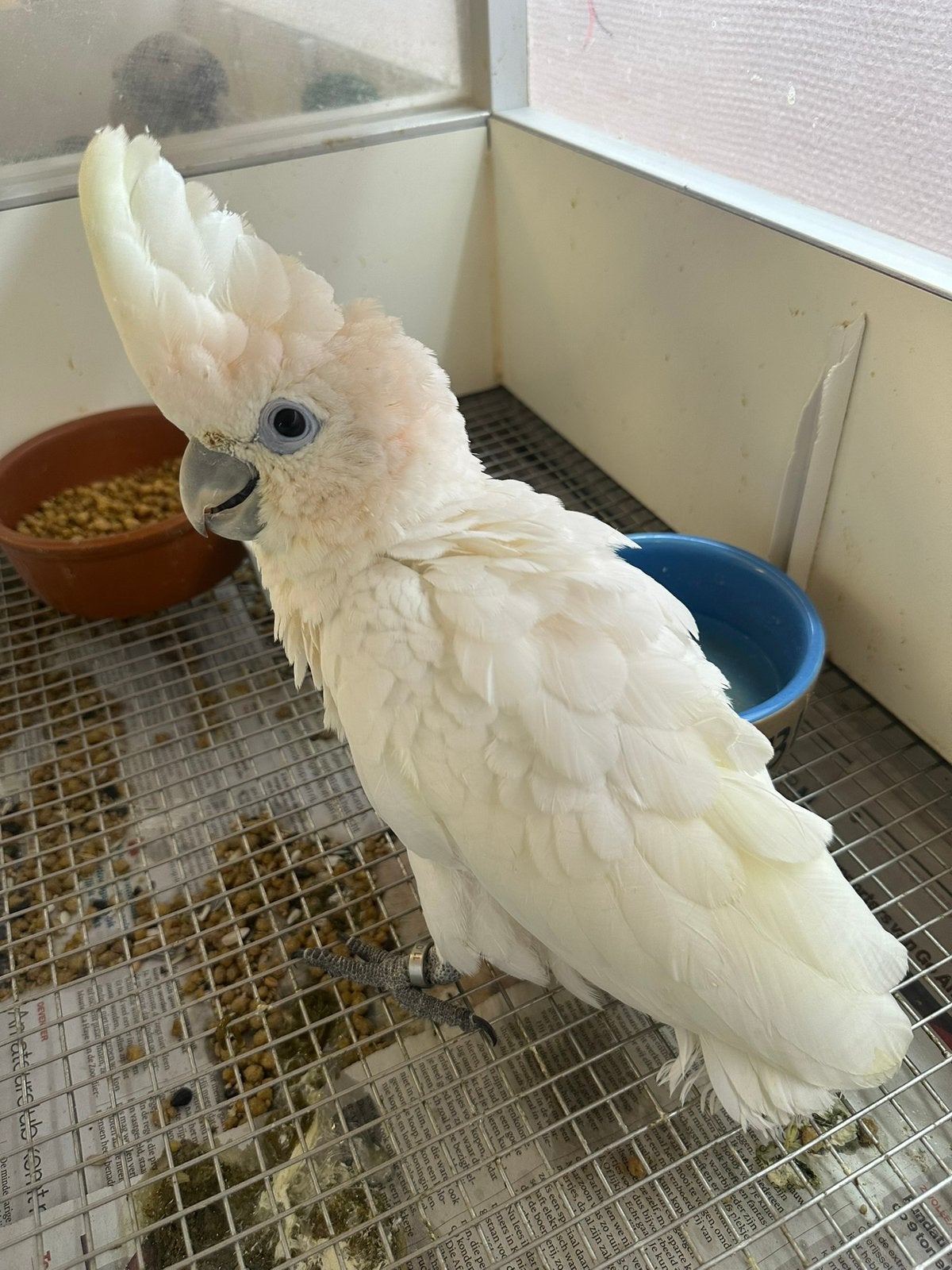 Lorre & Co - super tamme Ducorps kaketoe, Dieren en Toebehoren, Vrouwelijk, Papegaai