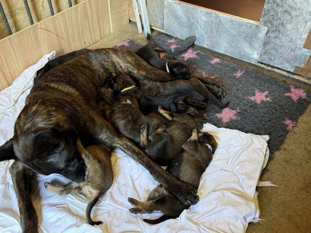 Pups kruising hollandse herder, Reu, 8 tot 15 weken, Meerdere, Herder