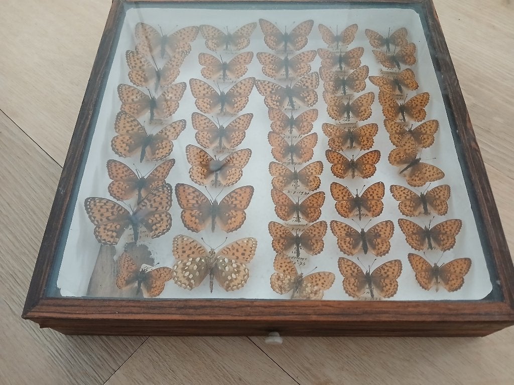 Vlinderverzameling in houten vitrine, Ophalen, Gebruikt, Insect, Overige typen
