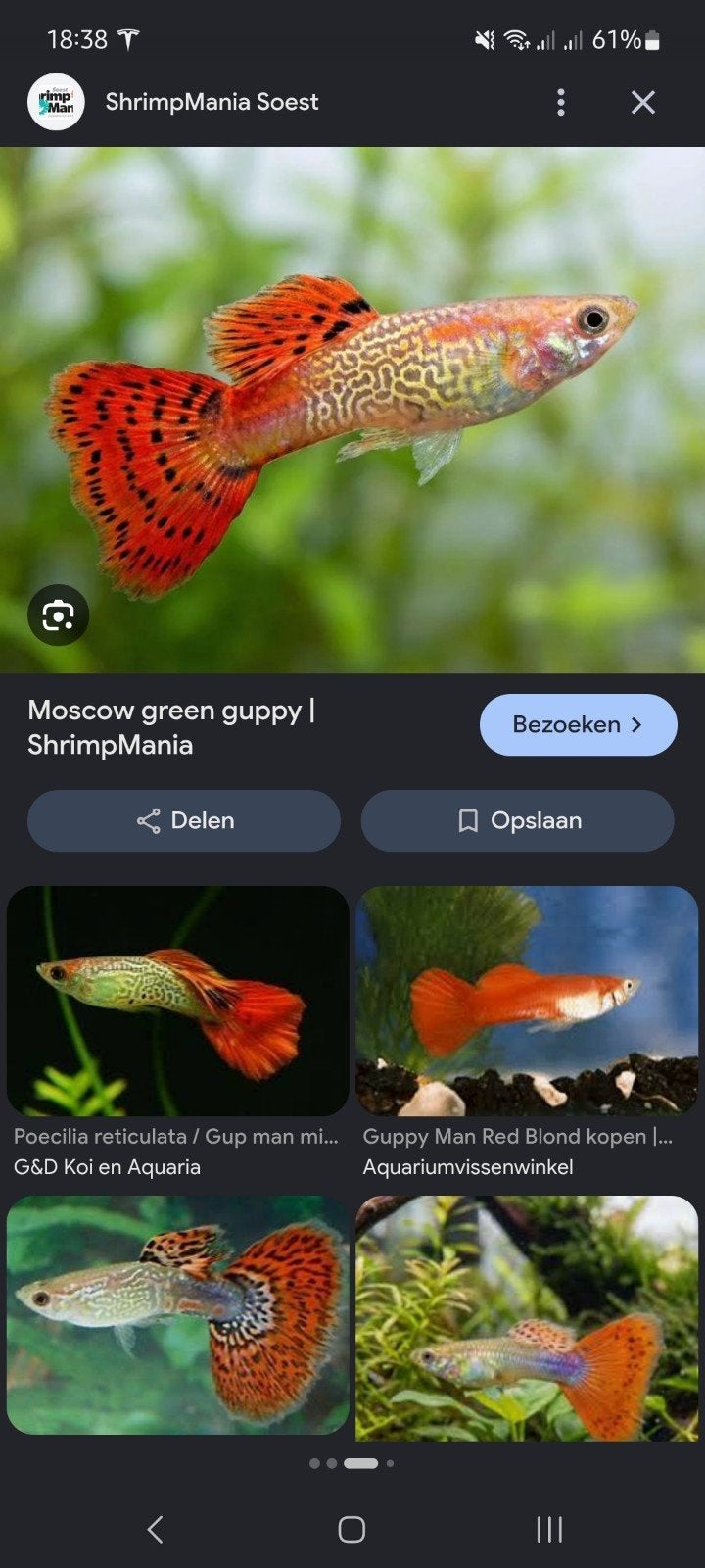 guppy man oranje staart, Vis