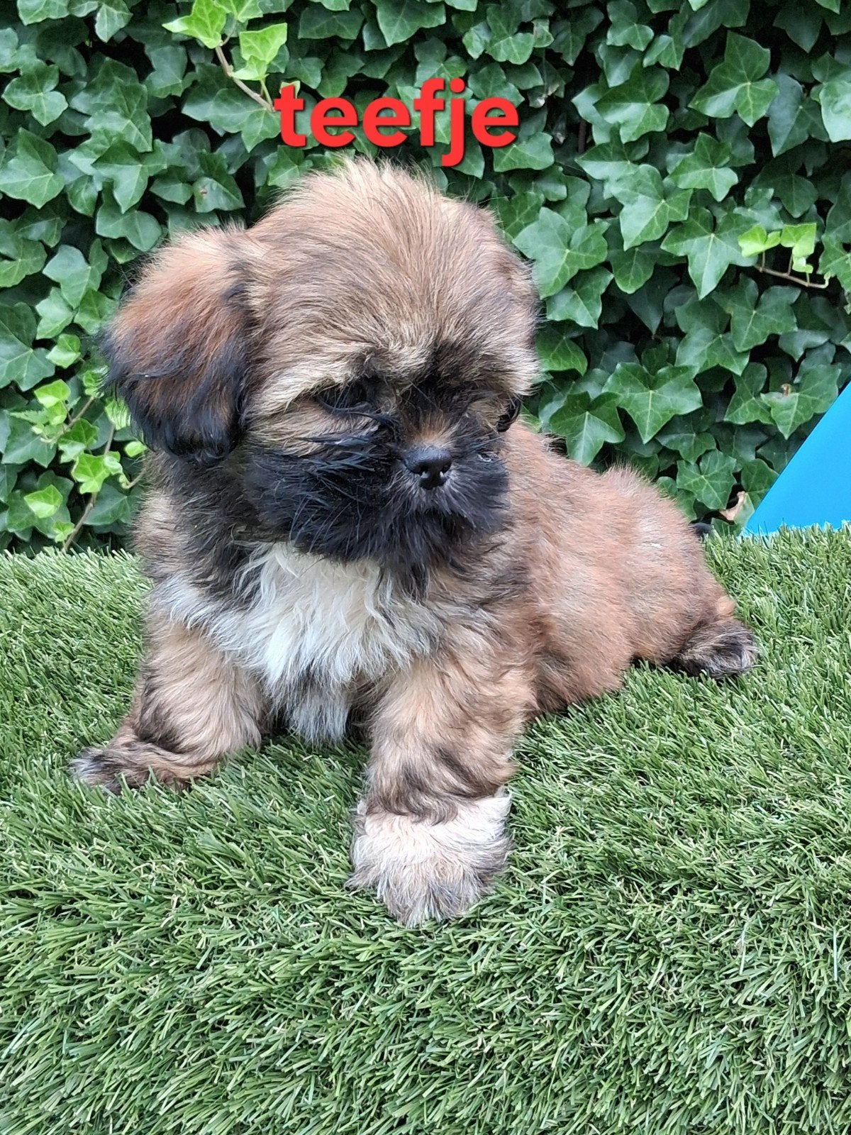 Te koop mooie kleinblijvende speelse boomer pups, Dieren en Toebehoren, Honden | Niet-rashonden, Parvo, 8 tot 15 weken, Meerdere