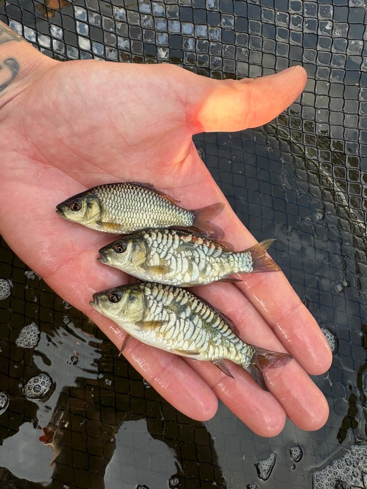 Kleine karpers (volschub ,spiegel, schub en rijekarpers), Dieren en Toebehoren, Karper of Koi
