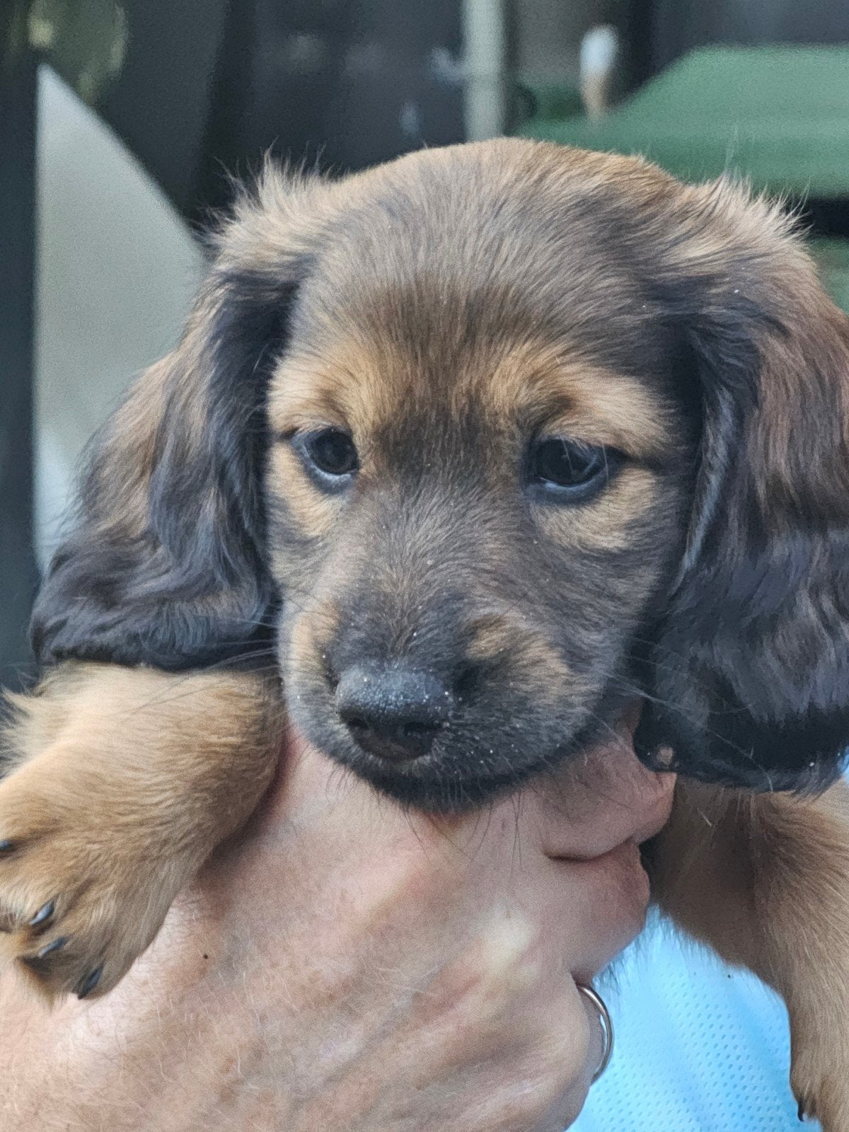 langhaar dwerg teckel pups, Parvo, 8 tot 15 weken, Dwerg, Langhaar