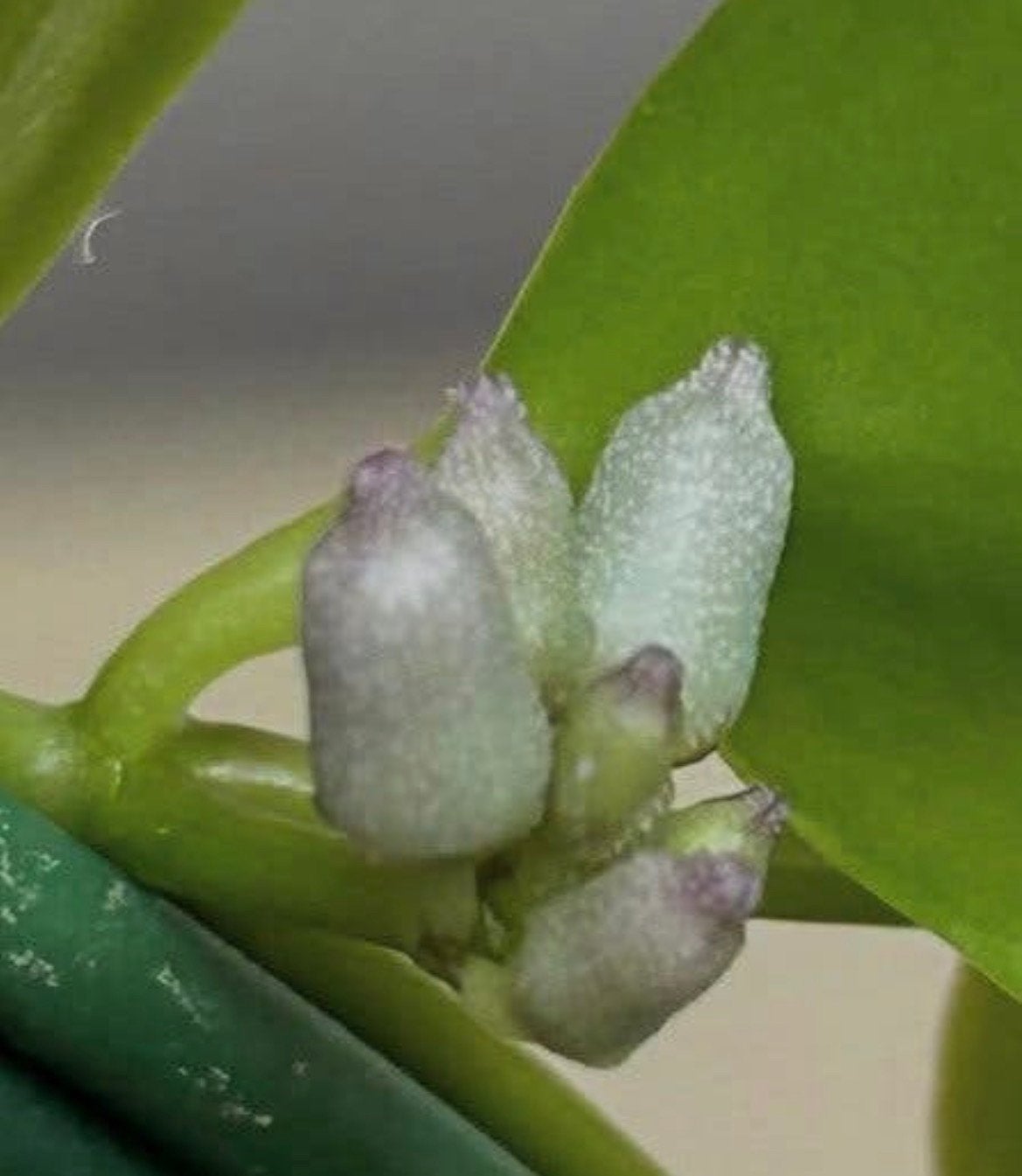 Dischidia blue flowers, Ophalen of Verzenden