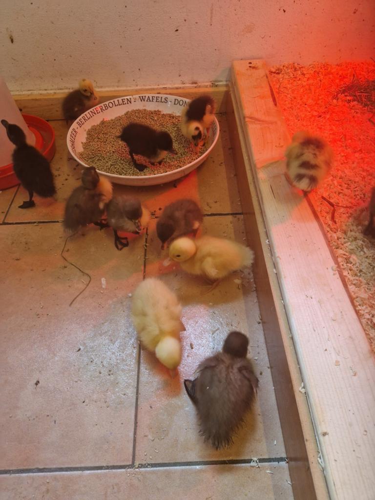 Loopeenden kuiken, Meerdere dieren, Eend