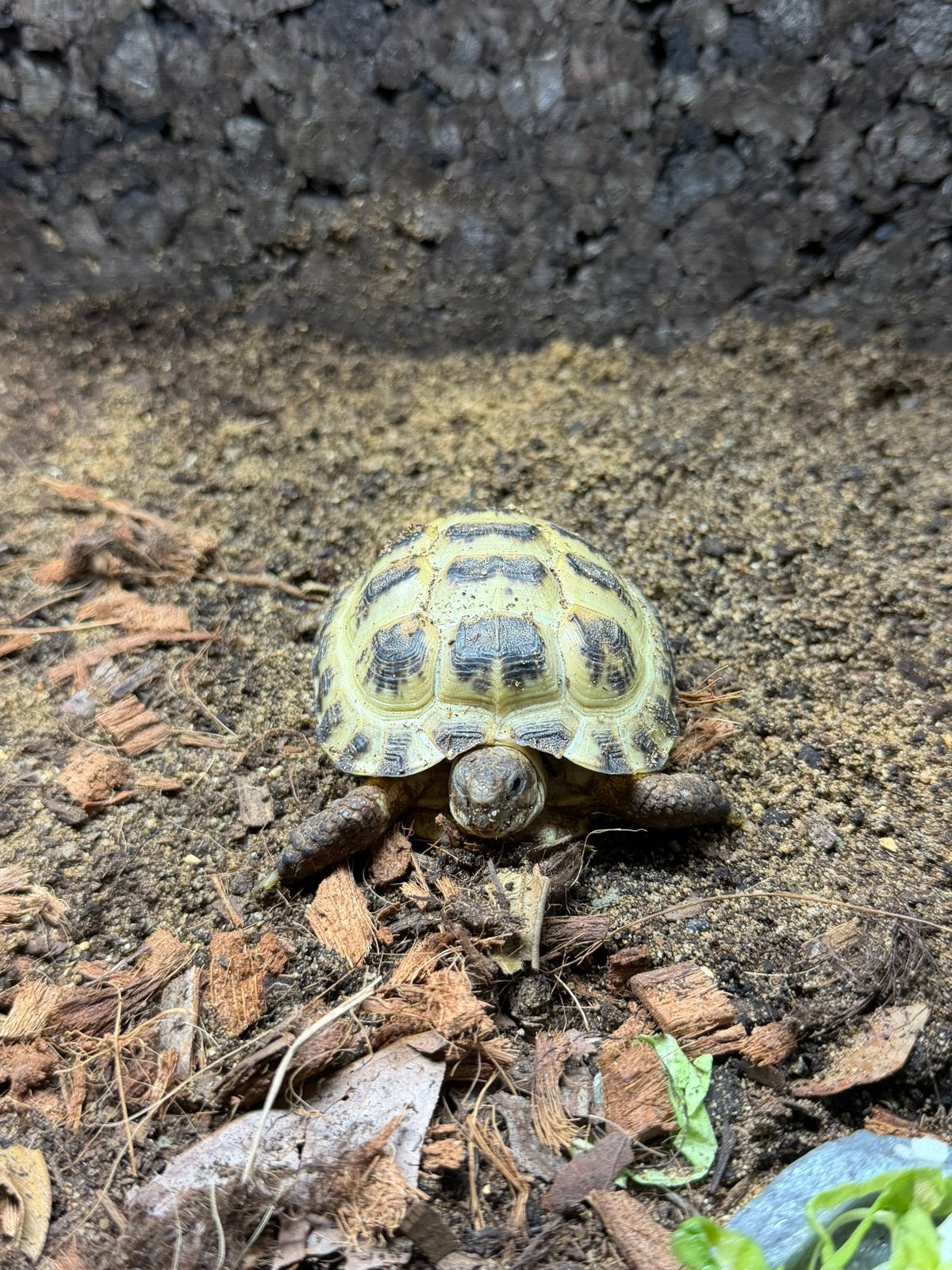 Testudo horsfieldii (Russische Vierteenschildpad), Schildpad, Tam, 0 tot 2 jaar