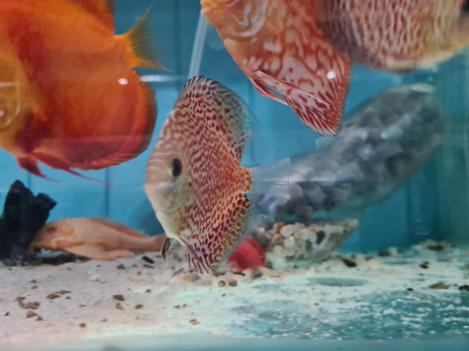 Ring Leopard Discus, Dieren en Toebehoren, Vis, Zoetwatervis