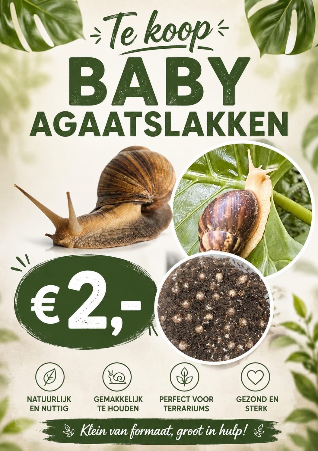 Baby Afrikaanse reuzenslakken, Dieren en Toebehoren, Amfibie, 0 tot 2 jaar